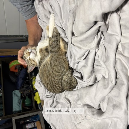 Photo 1/1 Found cat Found in Edmonton