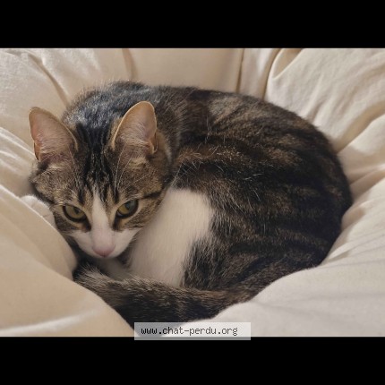 Photo of a cat found in Rennes