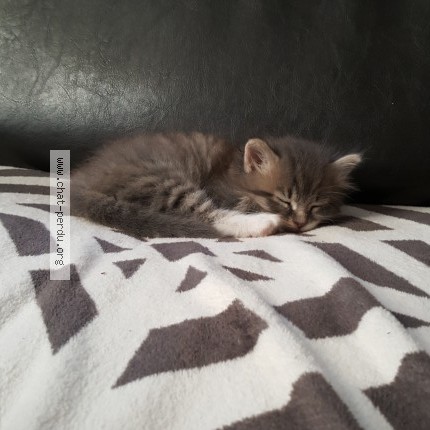 Photo of a cat found in Marseille