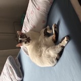 Gustav