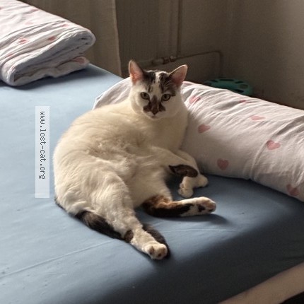 Foto 1/1 Gustav Katze verloren in Suhl
