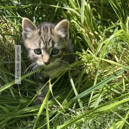 Picture of cat lost at Creteil