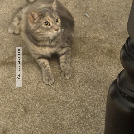 Photo 1/1 Stormy Cat lost in Hoover
