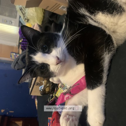Photo 1/1 Lucifer Cat lost in Mount Olive