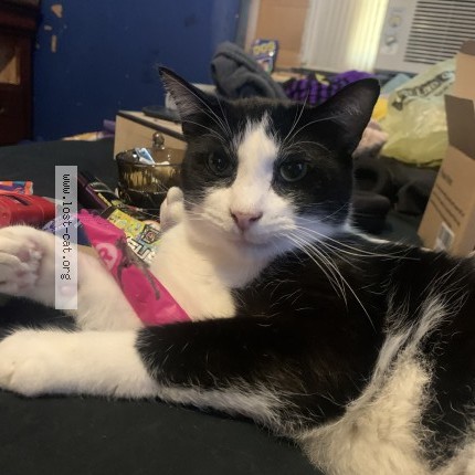 Photo 1/1 Lucifer Cat lost in Mount Olive