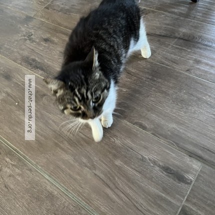 Picture of cat found at Marsilly