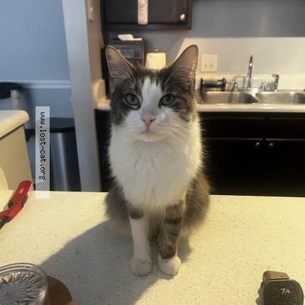 Photo 1/1 Akoni Cat lost in Hoover