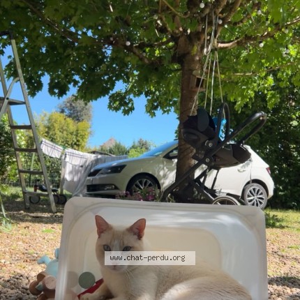 Photo of a cat found in Le Buisson De Cadouin