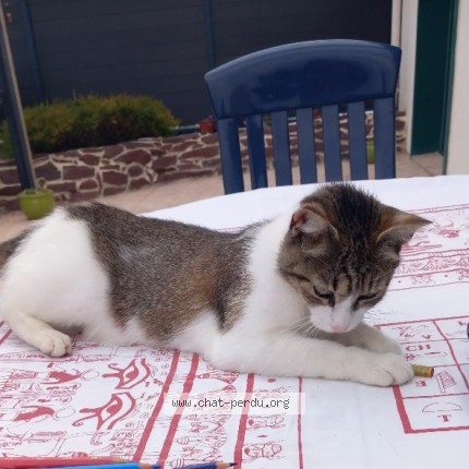 Photo of a cat found in St Meen Le Grand
