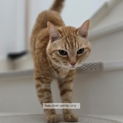 Photo of a cat found in La Rochelle