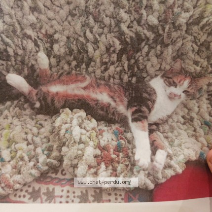 Photo of a cat found in Perignat Les Sarlieve