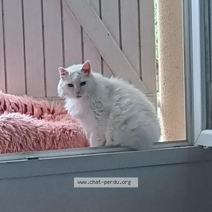 Photo of a cat found in Montauban