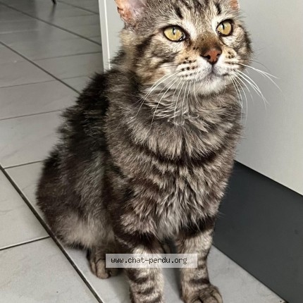 Photo of a cat found in Carcassonne