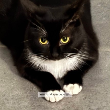 Photo of a cat found in Toulouse