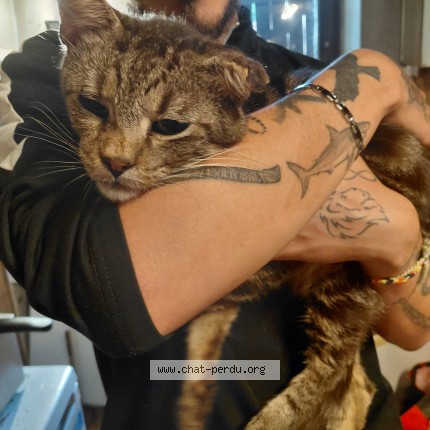 Foto einer verlorenen Katze in Lamorteau