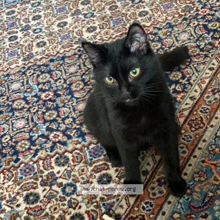 Foto de gato reencontrado em Ostwald
