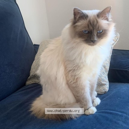 Photo of a cat found in Metz
