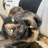 Tibby