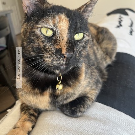 Photo 1/1 Tibby Cat lost in Sacramento
