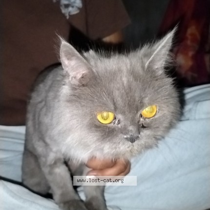 Photo 1/1 Found cat Found in Jaipur
