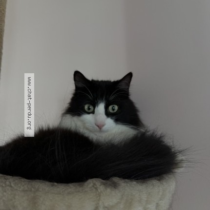 Photo of a cat found in Livry Gargan