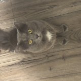 minou
