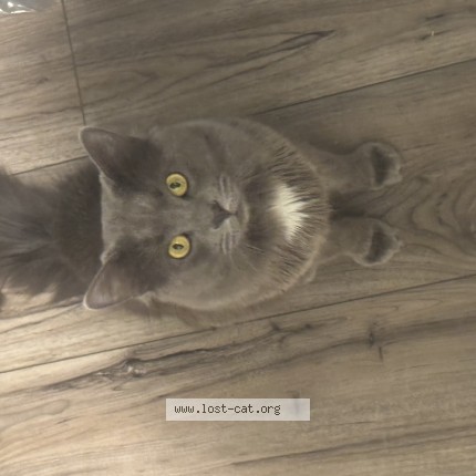 Photo 1/1 minou Cat lost in Canal Winchester