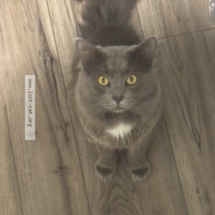 Photo 1/1 minou Cat lost in Canal Winchester