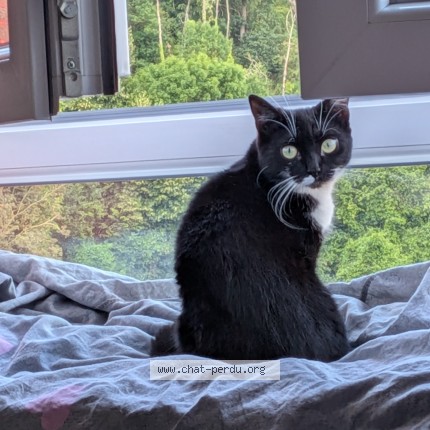 Foto van vermiste kat in Namur