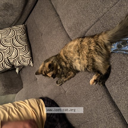 Photo 1/1 Found cat Found in Calgary