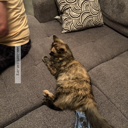 Photo 1/1 Found cat Found in Calgary