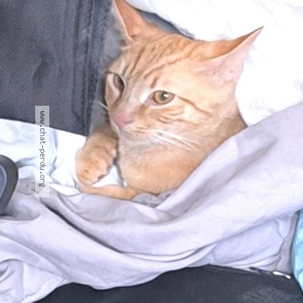Photo of a cat found in Reignac