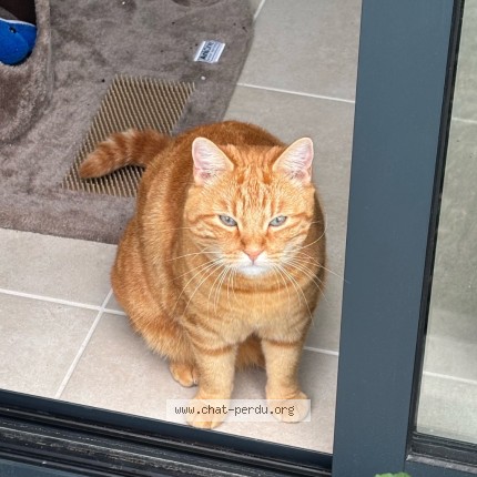 Photo of a cat found in La Marne