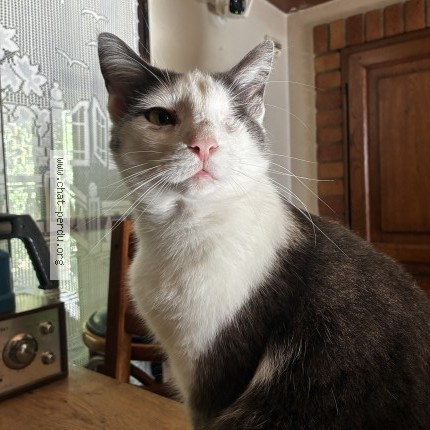 Photo of a cat found in Caveirac