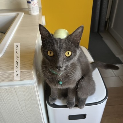 Photo of a cat found in Saint Medard En Jalles