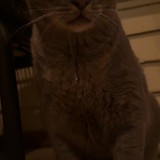 Boy Cat