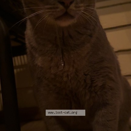 Photo 1/1 Boy Cat Cat lost in Ville Platte