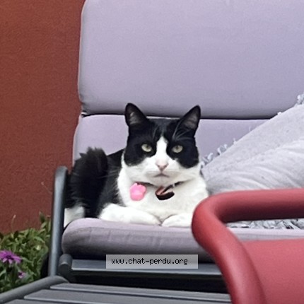 Photo of a cat found in Courbevoie