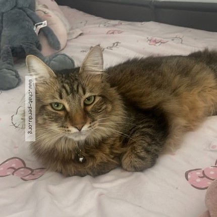 Photo of a cat found in Roissy En Brie