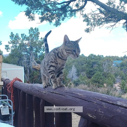 Photo 1/1 Athena Cat lost in Taylorsville