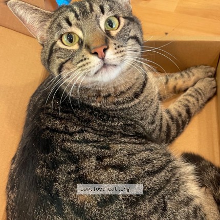 Photo 1/1 Smokey Cat lost in Seattle