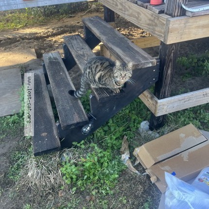 Photo 1/1 kitty Cat lost in Leesburg