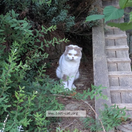 Foto 1/1 Gefundene Katze Gefunden in Villingendorf