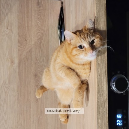 Photo of a cat found in Bucquoy