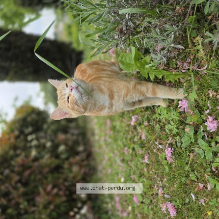 Photo of a cat found in Pechbonnieu