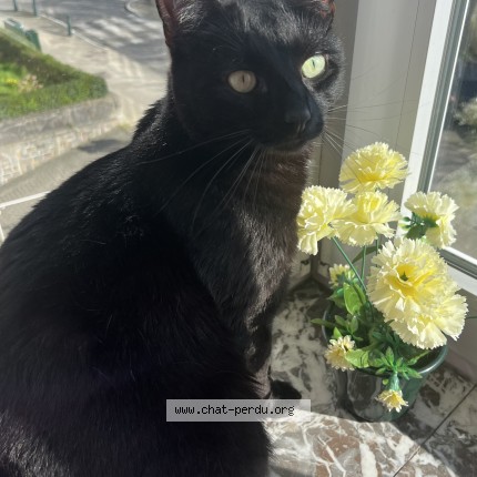 Foto van vermiste kat in Koekelberg