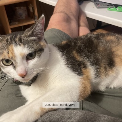 Photo of a cat found in Bremoy