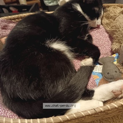 Photo of a cat found in Luche Pringe