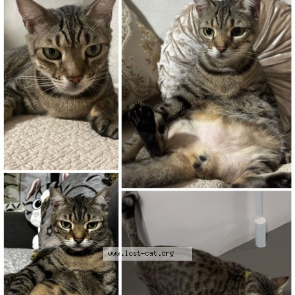 Photo 1/1 Leo Cat lost in Singapore