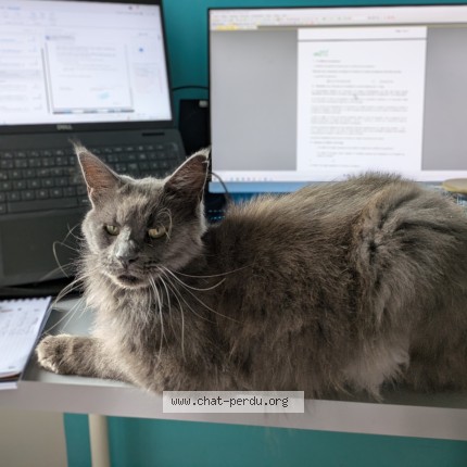 Photo of a cat found in Vayres